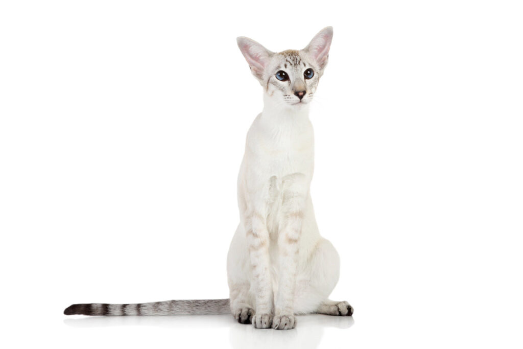 white oriental shorthair cat ab53504b c667 4ae4 94e1 f848deec0889 1200x 1248027331